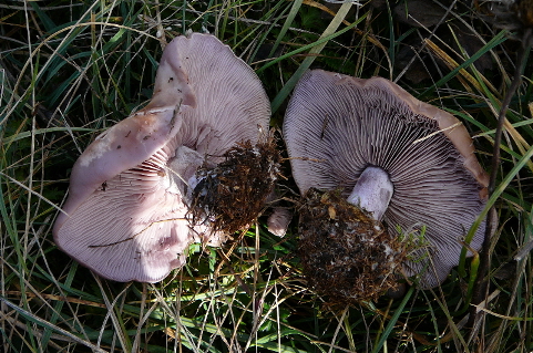 lepista nuda scolorita